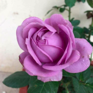 Hoa hồng Kinda blue tím hấp dẫn C9