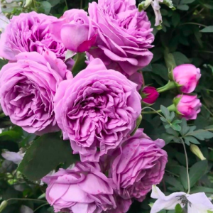 Hoa hồng Kinda blue tím hấp dẫn C9