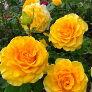 Hoa hồng bụi Shell cho hoa vàng rực rỡ C9