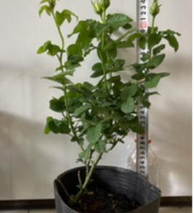 Hoa hồng bụi Shell cho hoa vàng rực rỡ C9