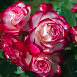 Hoa hồng bụi Cherry thay đổi màu liên tục C9