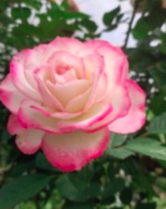 Hoa hồng bụi Cherry thay đổi màu liên tục C9