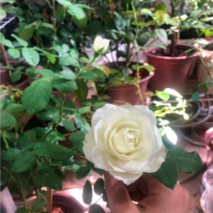 Hoa hồng bụi Cherry thay đổi màu liên tục C9