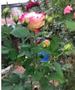 Hoa hồng bụi Cherry thay đổi màu liên tục C9