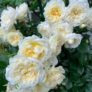 Hoa hồng trắng Glamis castle cánh cúp tròn C9