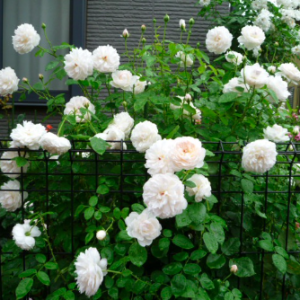 Hoa hồng trắng Glamis castle cánh cúp tròn C9