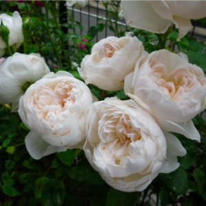 Hoa hồng trắng Glamis castle cánh cúp tròn C9