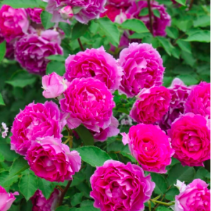 Hoa hồng bụi Sheherazad hương đậm sai hoa C9