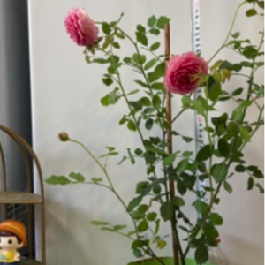 Hồng bụi Jubilee Celebration cho hoa cánh kép hương sả C9