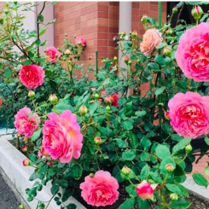 Hồng bụi Jubilee Celebration cho hoa cánh kép hương sả C9