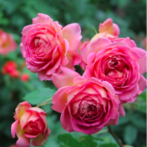 Hồng bụi Jubilee Celebration cho hoa cánh kép hương sả C9