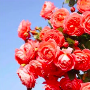 Hoa hồng Summer Firework màu cam rực rỡ C9