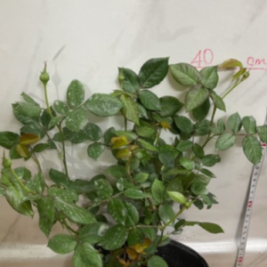 Hoa hồng Summer Firework màu cam rực rỡ C9