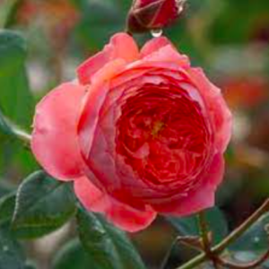 Hoa hồng Summer Firework màu cam rực rỡ C9