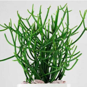 Cây Giao (cây xương cá) hỗ trợ giảm đau xương khớp và viêm xoang - Herba Euphorbiae Tirucalli