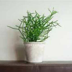 Cây Giao (cây xương cá) hỗ trợ giảm đau xương khớp và viêm xoang - Herba Euphorbiae Tirucalli