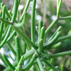 Cây Giao (cây xương cá) hỗ trợ giảm đau xương khớp và viêm xoang - Herba Euphorbiae Tirucalli