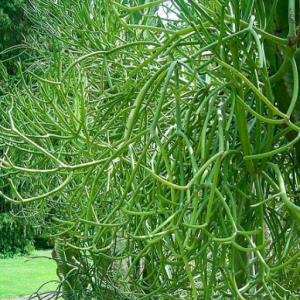 Cây Giao (cây xương cá) hỗ trợ giảm đau xương khớp và viêm xoang - Herba Euphorbiae Tirucalli