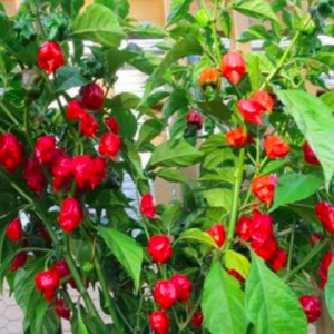 Gói 5 hạt giống ớt Carolina