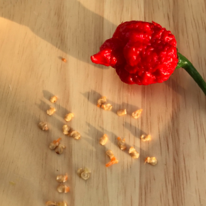 Gói 5 hạt giống ớt Carolina