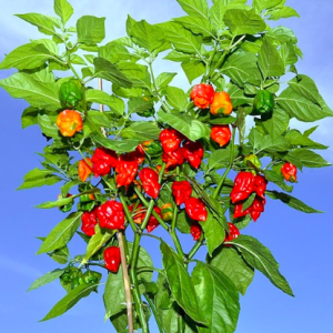 Gói 5 hạt giống ớt Carolina