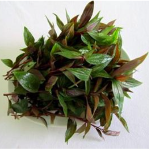 Cây thuốc dòi hỗ trợ điều trị một số bệnh trong y học cổ truyền - Pouzolzia zeylanica