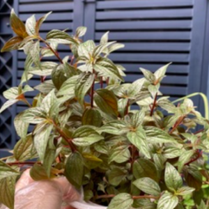 Cây thuốc dòi hỗ trợ điều trị một số bệnh trong y học cổ truyền - Pouzolzia zeylanica