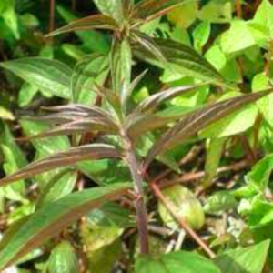 Cây thuốc dòi hỗ trợ điều trị một số bệnh trong y học cổ truyền - Pouzolzia zeylanica