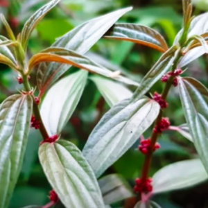 Cây thuốc dòi hỗ trợ điều trị một số bệnh trong y học cổ truyền - Pouzolzia zeylanica