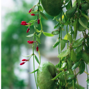 Chậu treo lan vỏ sò