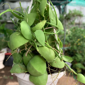 Chậu treo lan vỏ sò