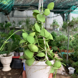 Chậu treo lan vỏ sò