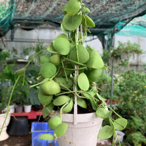 Chậu treo lan vỏ sò