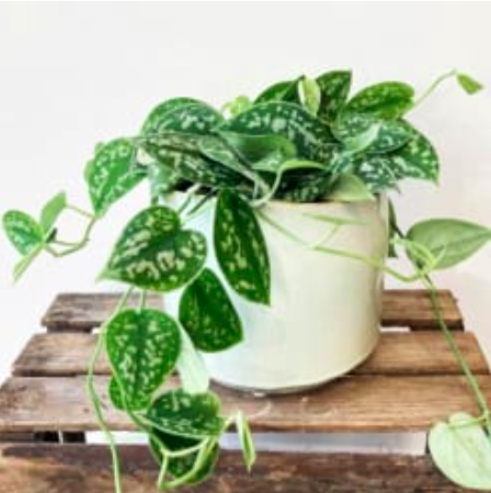 Cây trầu bà lụa