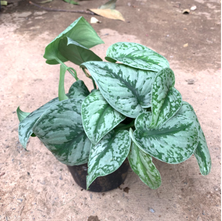 Cây trầu bà lụa