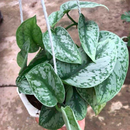 Cây trầu bà lụa