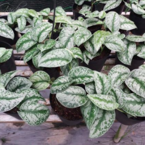 Cây trầu bà lụa