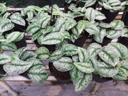 Cây trầu bà lụa