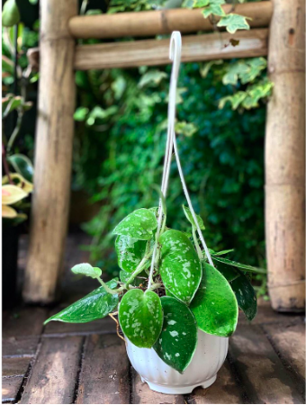 Cây trầu bà lụa