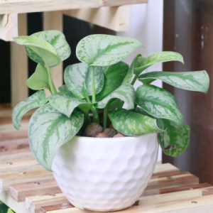 Cây trầu bà lụa