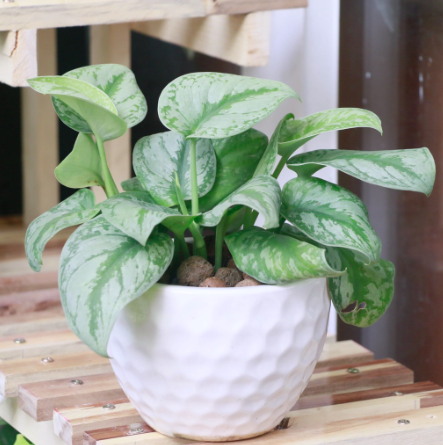 Cây trầu bà lụa