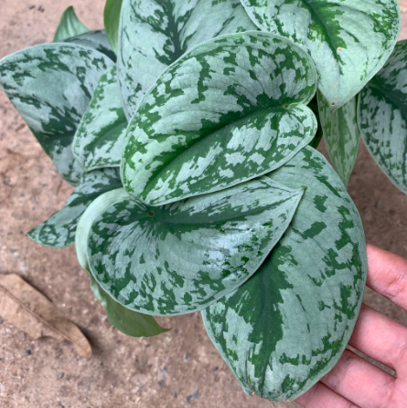 Cây trầu bà lụa