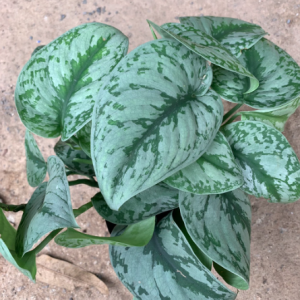 Cây trầu bà lụa