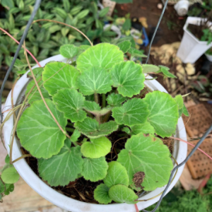 Cây cỏ đồng tiền thái chậu treo