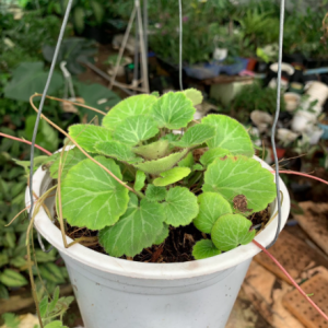 Cây cỏ đồng tiền thái chậu treo