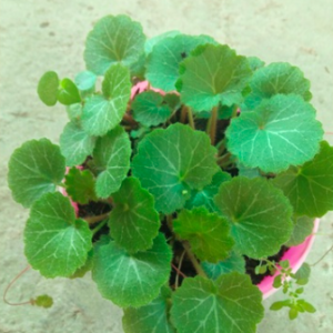 Cây cỏ đồng tiền thái chậu treo