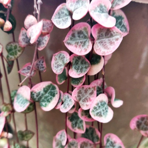 Cây lá tim var - String of Heart Var