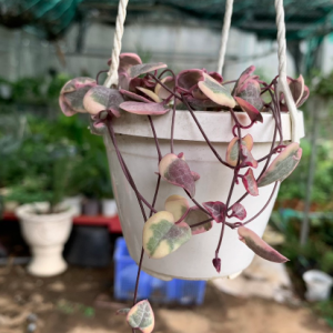 Cây lá tim var - String of Heart Var