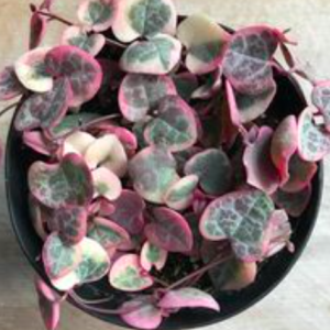 Cây lá tim var - String of Heart Var