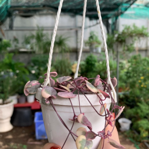 Cây lá tim var - String of Heart Var